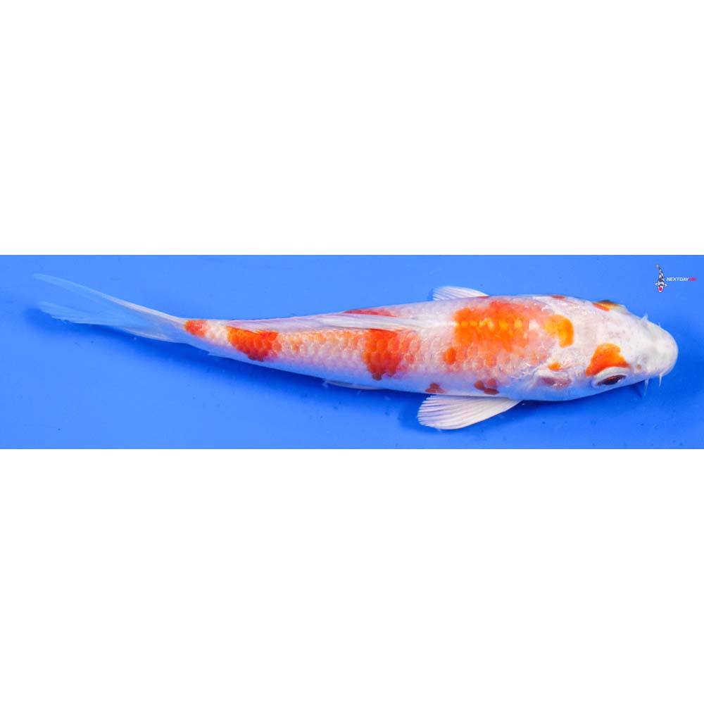 5” Imported Hariwake