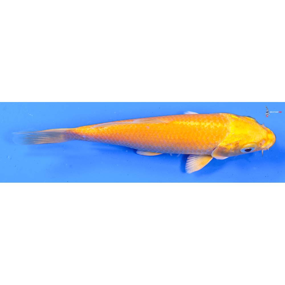 5” Imported Yamabuki Ogon