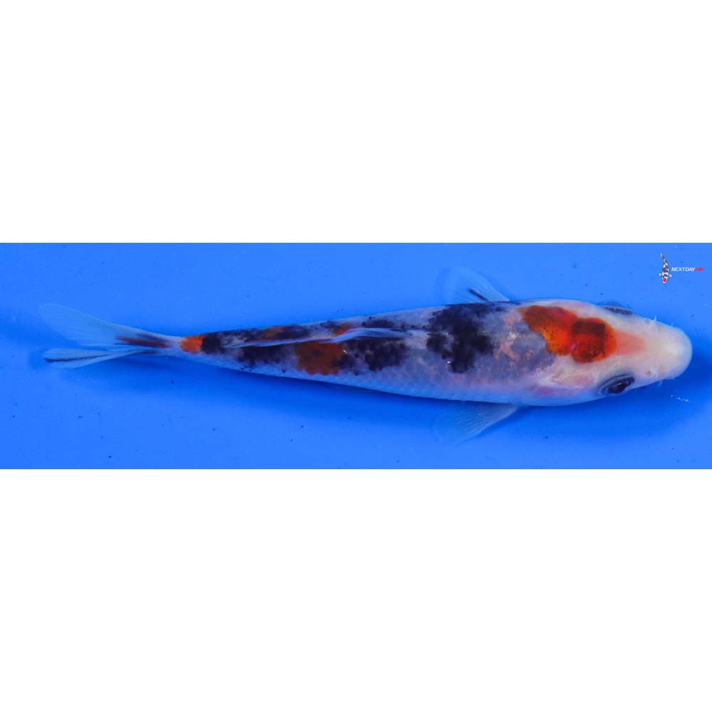 4” Imported Sanke