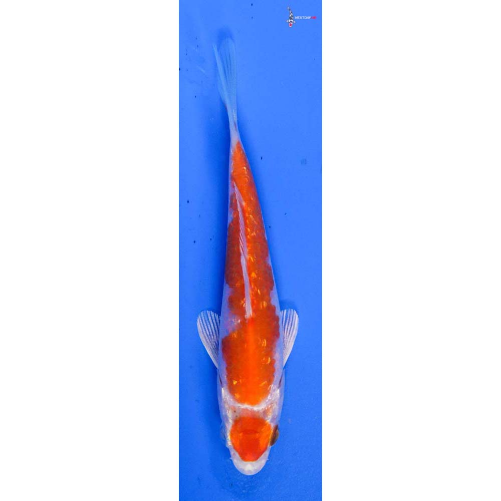 4” Imported Gin Rin Hariwake
