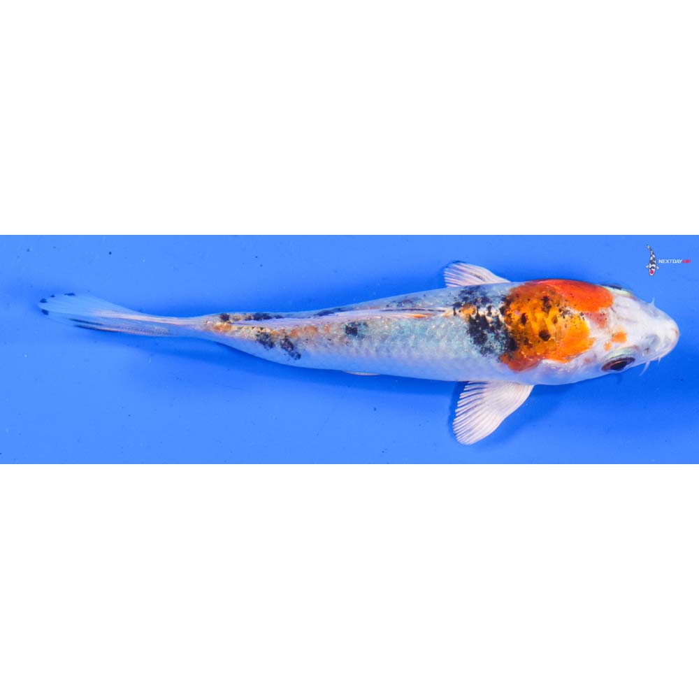 4” Imported Yamato Nishiki