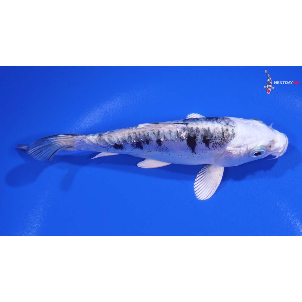 4” Imported Doitsu Gin Shiro Bekko