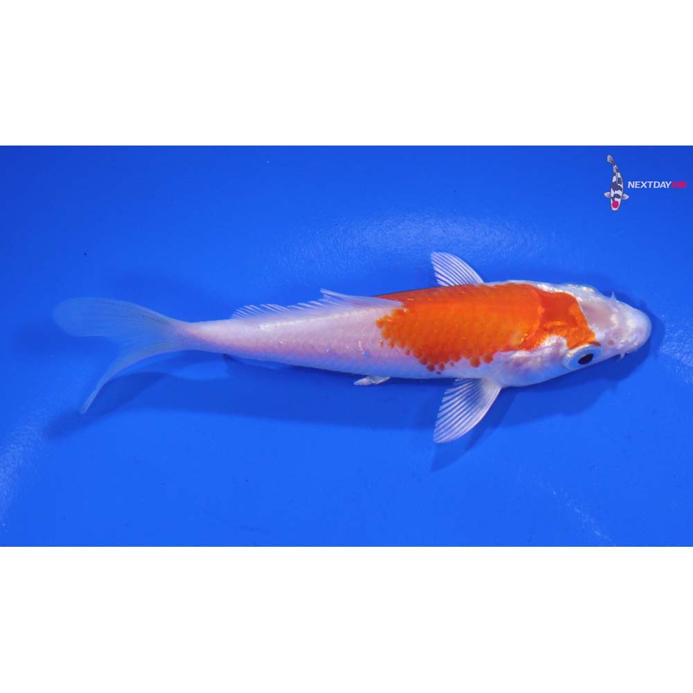 4” Imported Hariwake