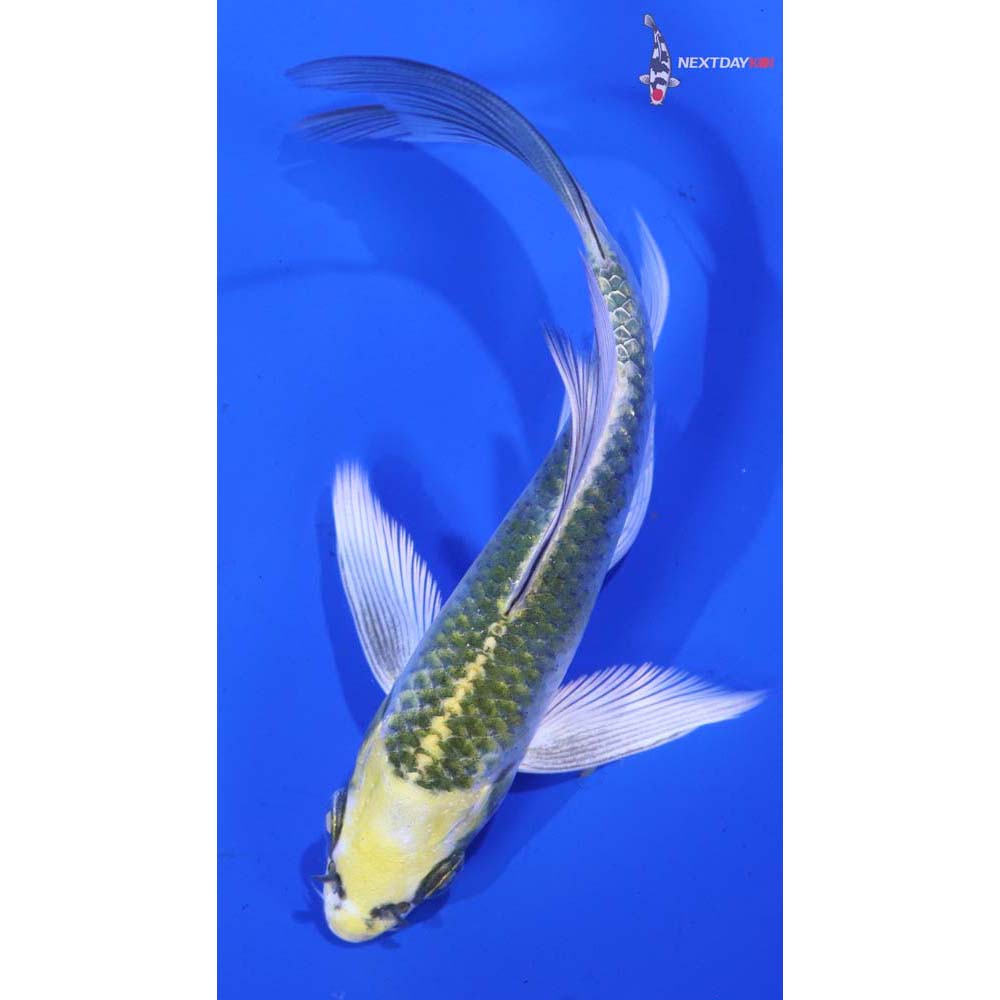 5” Imported Kujaku Butterfly Koi