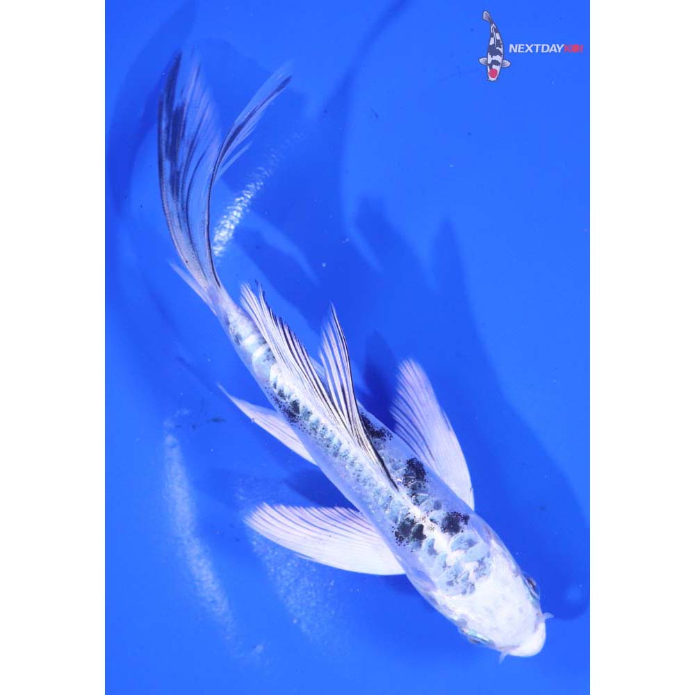 5.5” Imported Doitsu Gin Shiro Bekko Butterfly Koi