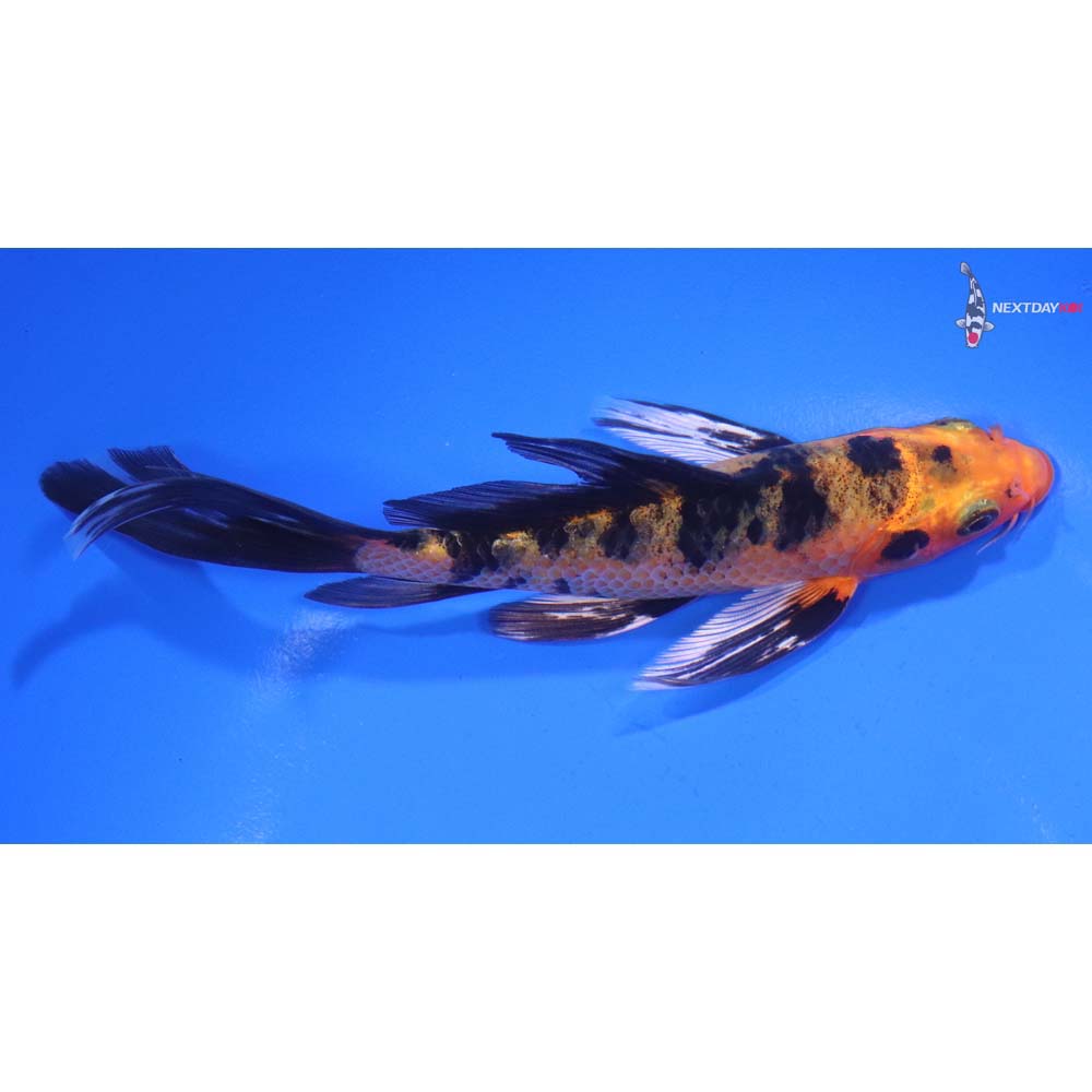 5.5” Imported Kin Aka Bekko Butterfly Koi