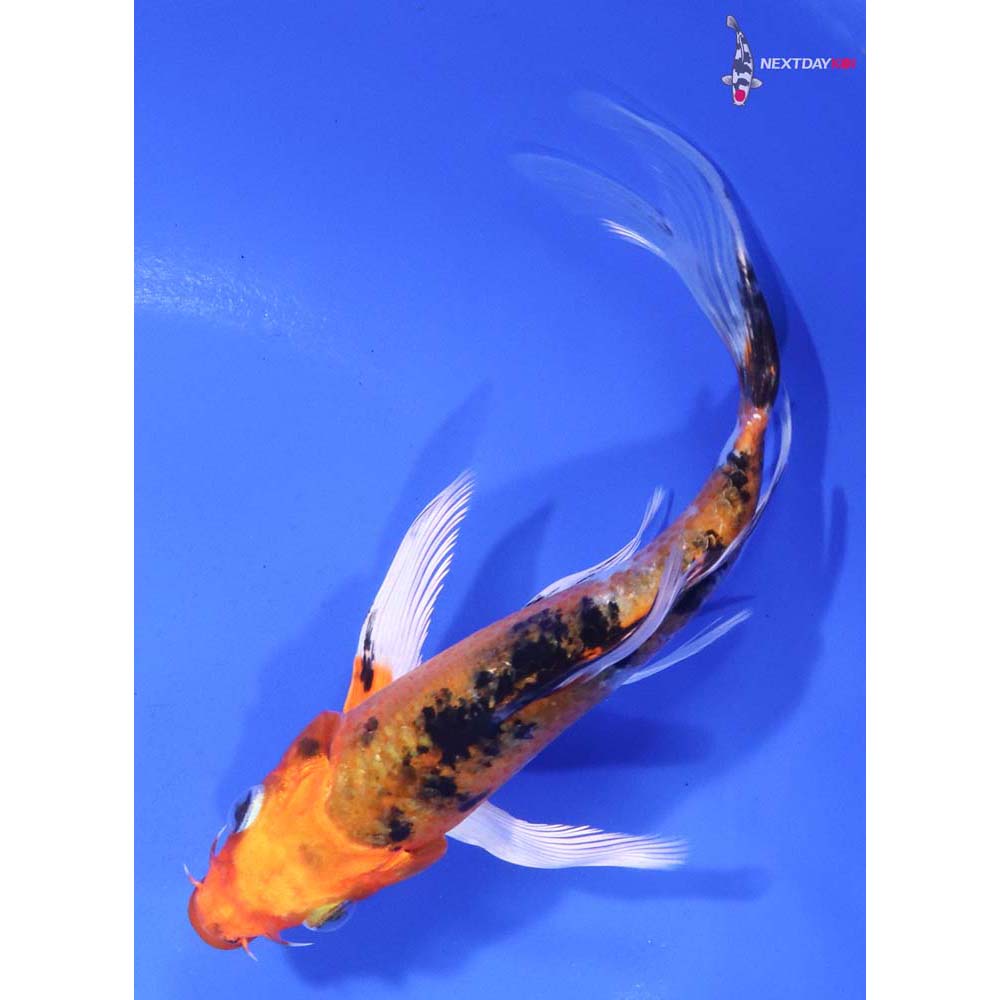 5.5” Imported Yamato Nishiki Butterfly Koi