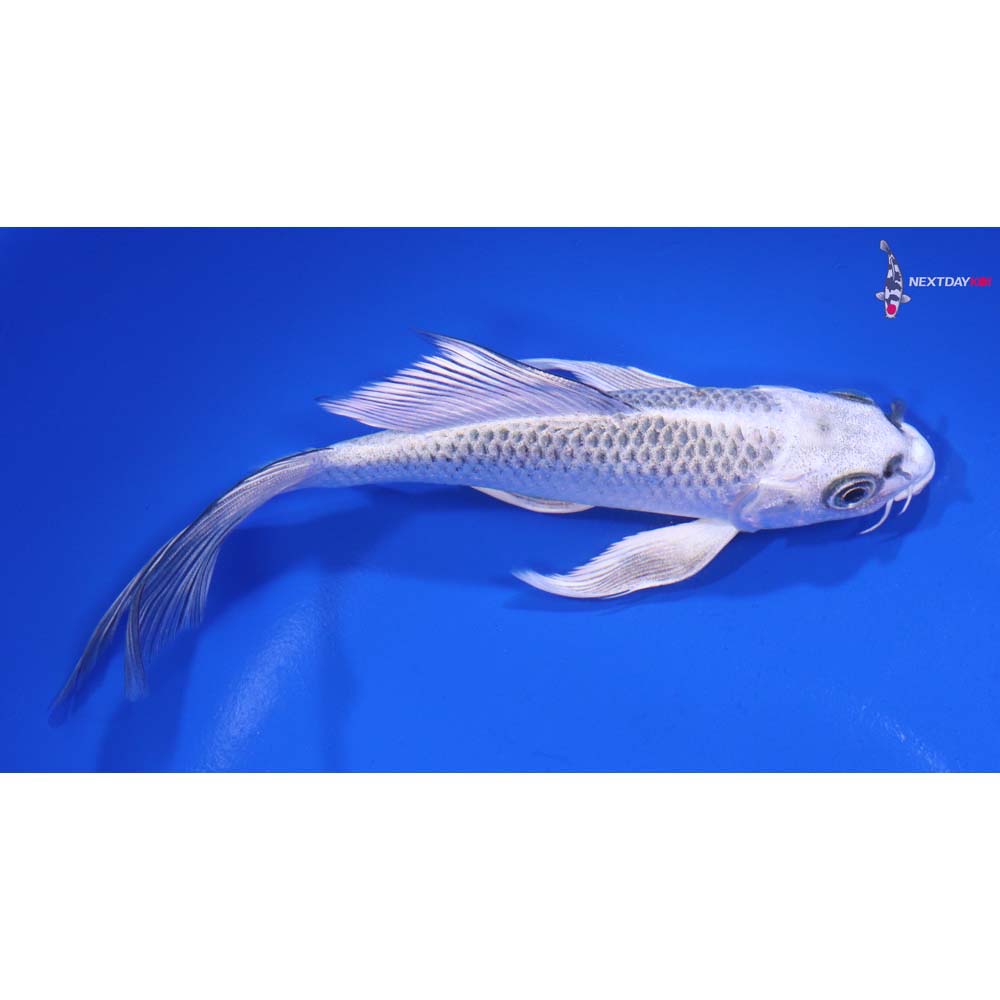 6” Imported Kujaku Butterfly Koi