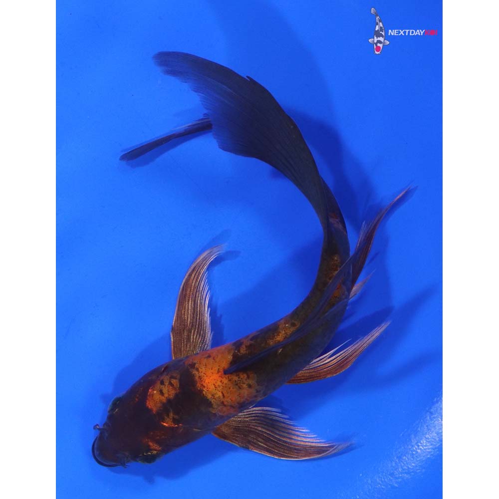6” Imported Kin Hi Utsuri Butterfly Koi