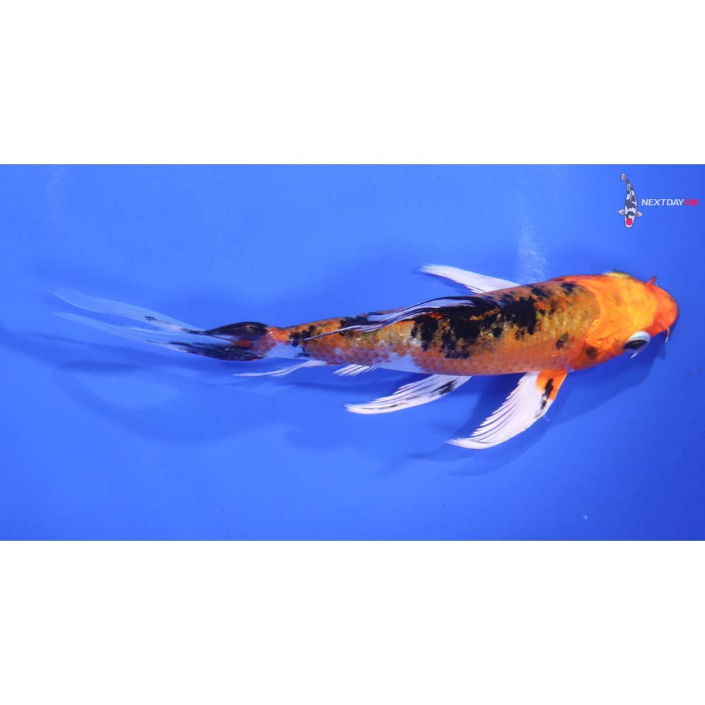 5.5” Imported Yamato Nishiki Butterfly Koi