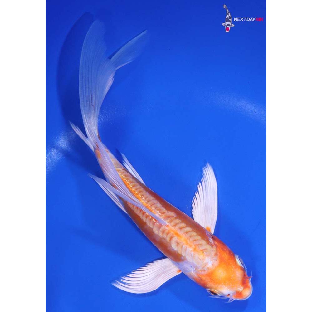6” Imported Kikusui Butterfly Koi
