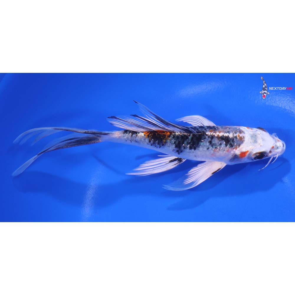 6” Imported Yamato Nishiki Butterfly Koi