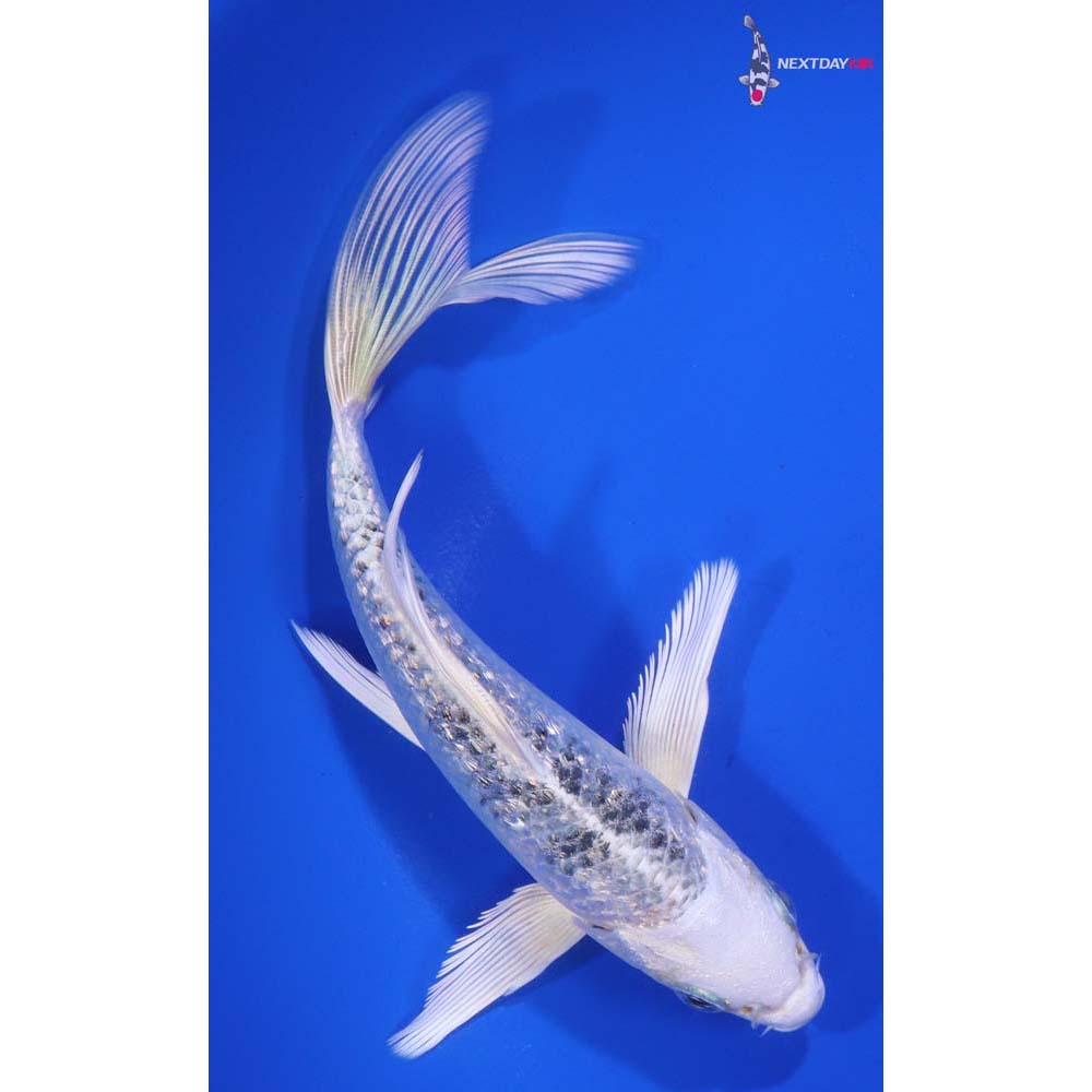 6” Imported Gin Rin Gin Shiro Bekko Butterfly Koi