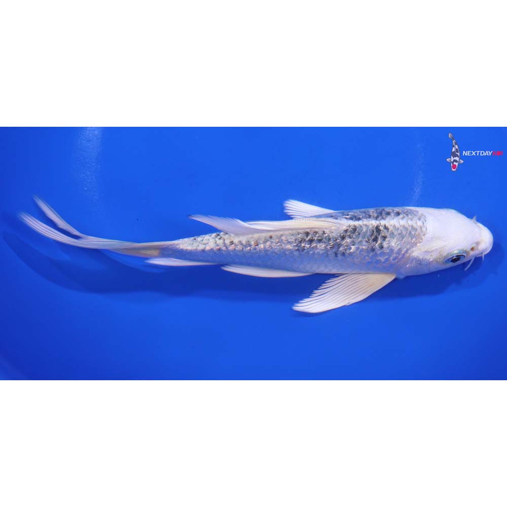6” Imported Gin Rin Gin Shiro Bekko Butterfly Koi