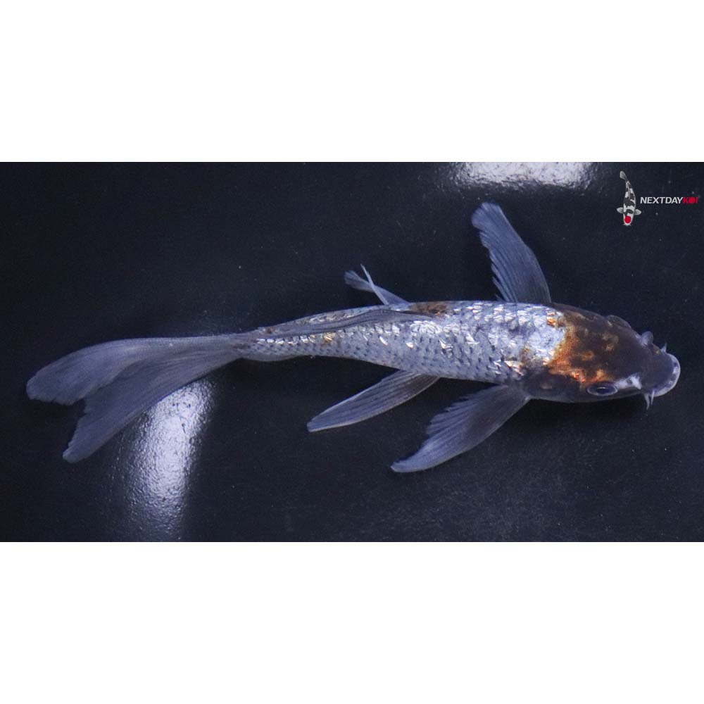 6” Imported Gin Rin Ochiba Shigure Butterfly Koi