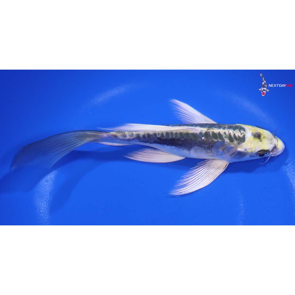 6.5” Imported Kin Kikokuryu Butterfly Koi