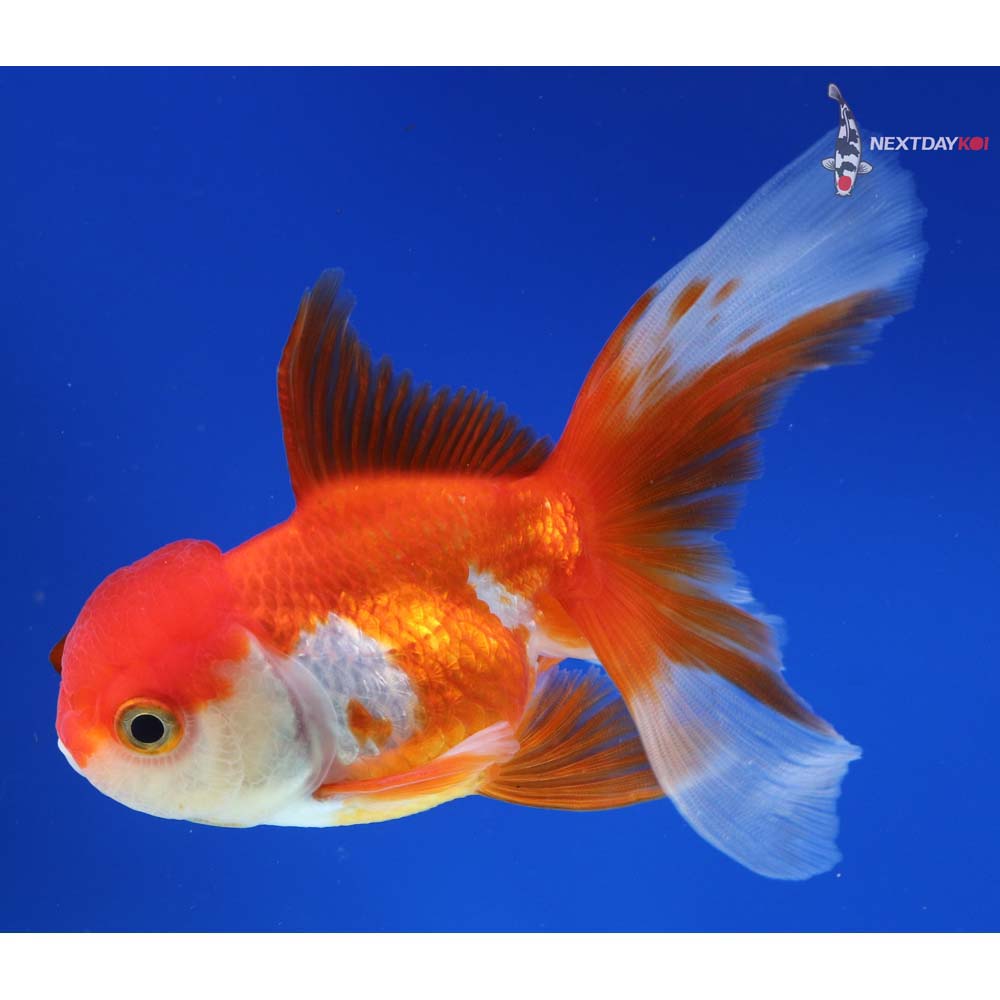 4” Imported Red and White Oranda