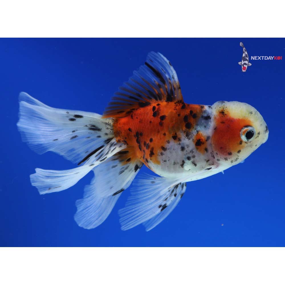 4” Imported Calico Oranda