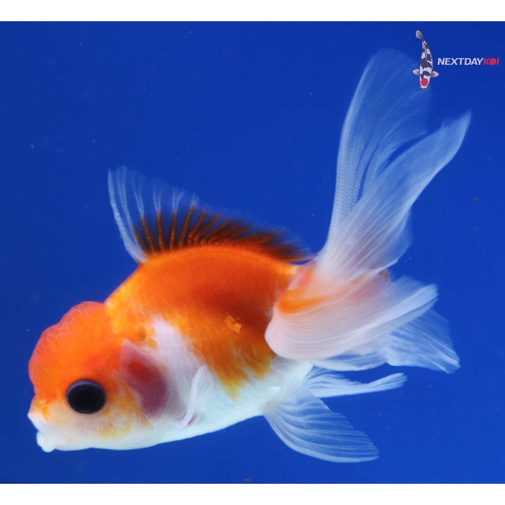 3” Imported Red and White Oranda