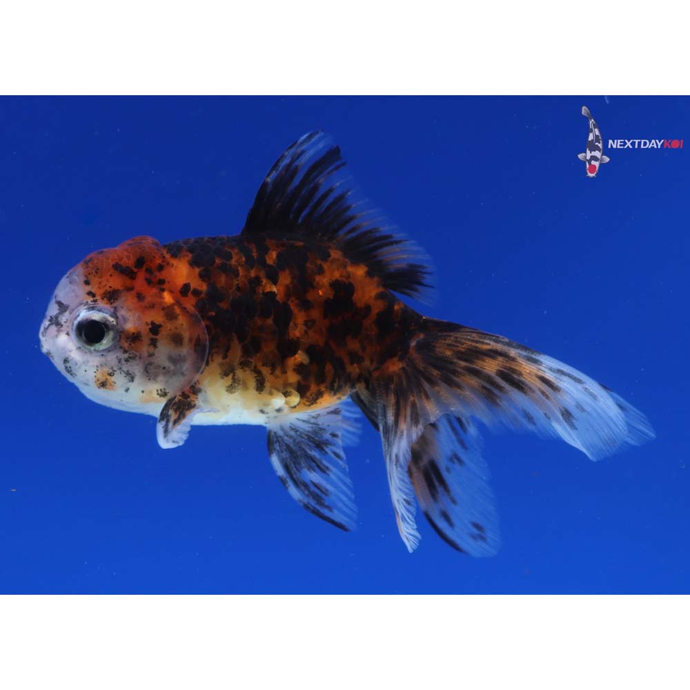 3” Imported Calico Oranda