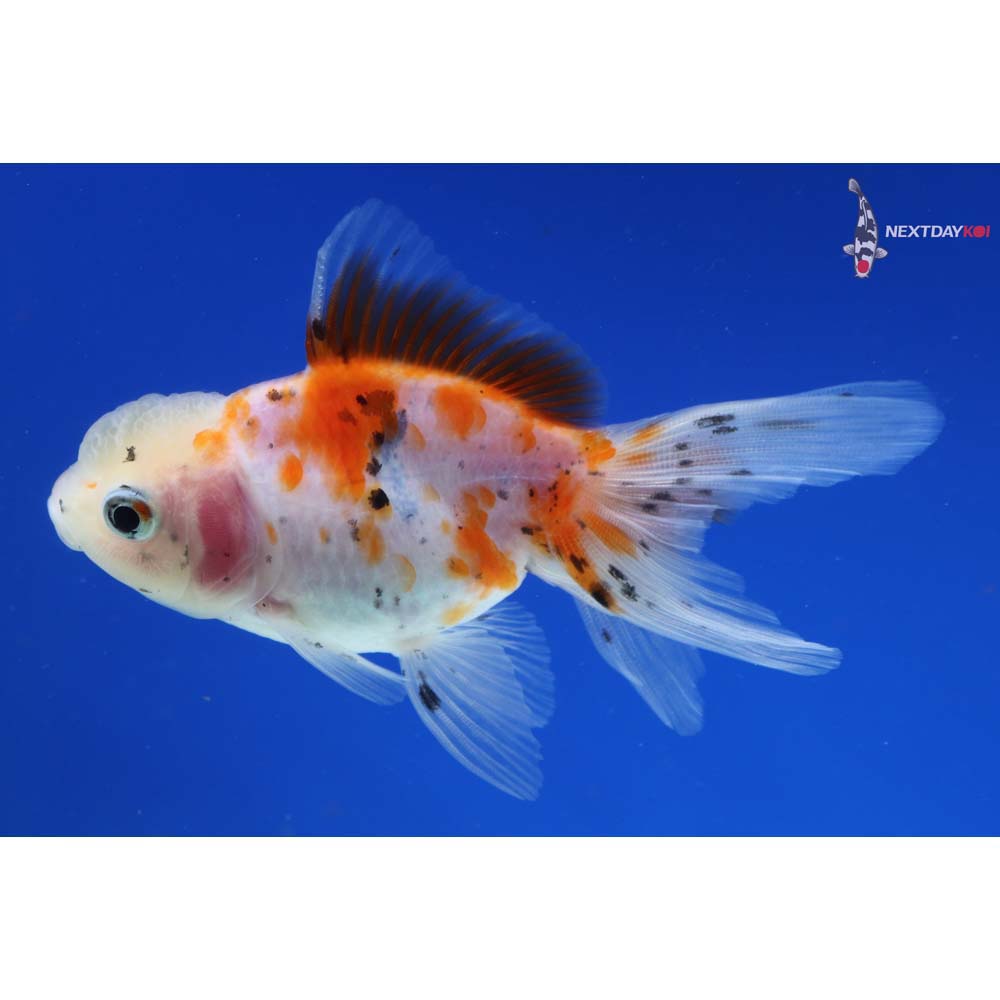 3” Imported Calico Oranda