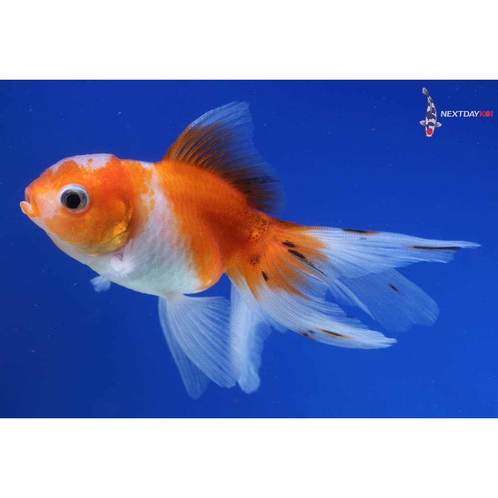 3.5” Imported Calico Oranda