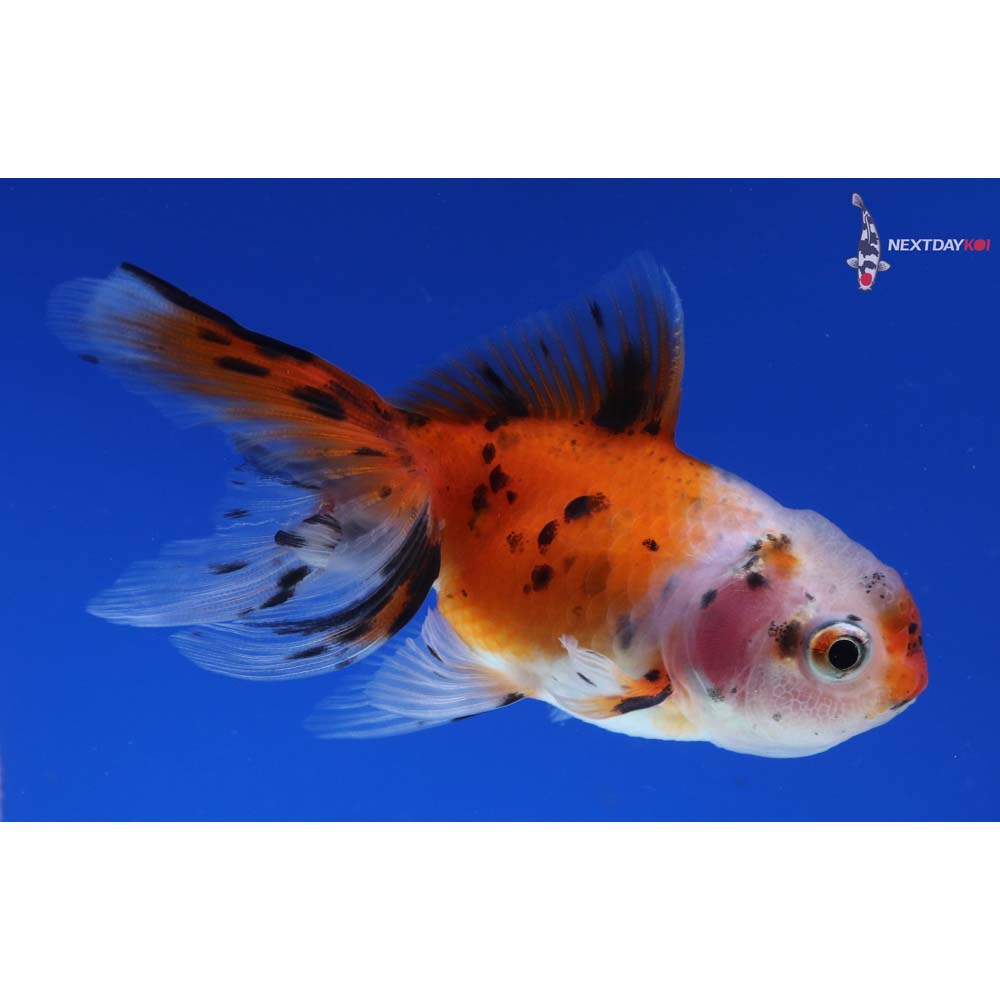 3” Imported Calico Oranda
