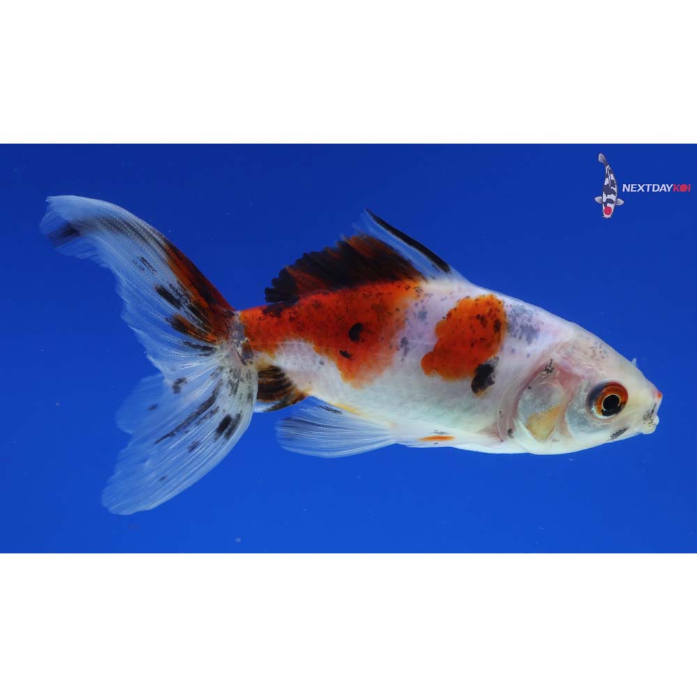 3.5” Imported Calico Wakin