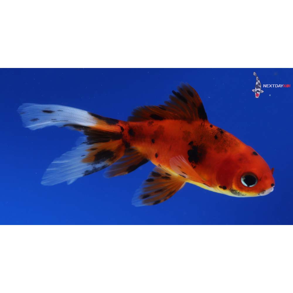 4” Imported Calico Wakin