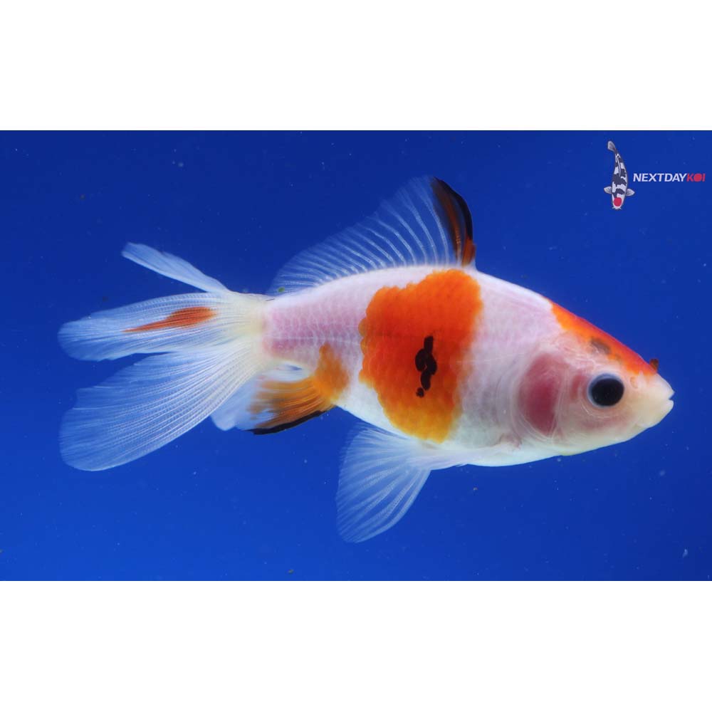 4” Imported Calico Wakin