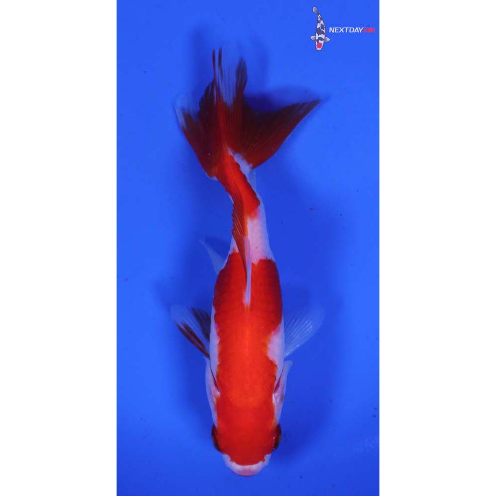 3.5” Imported Red and White Wakin