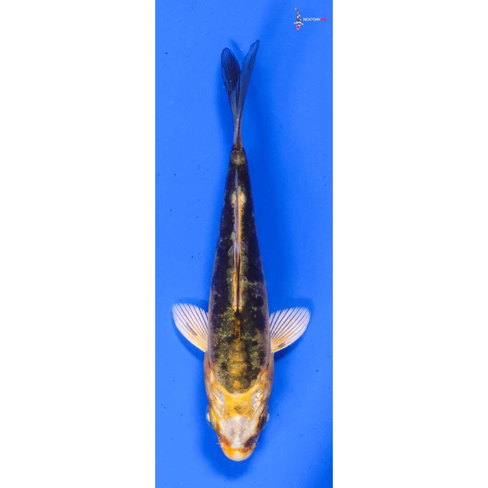 3” Imported Kin Kikokuryu