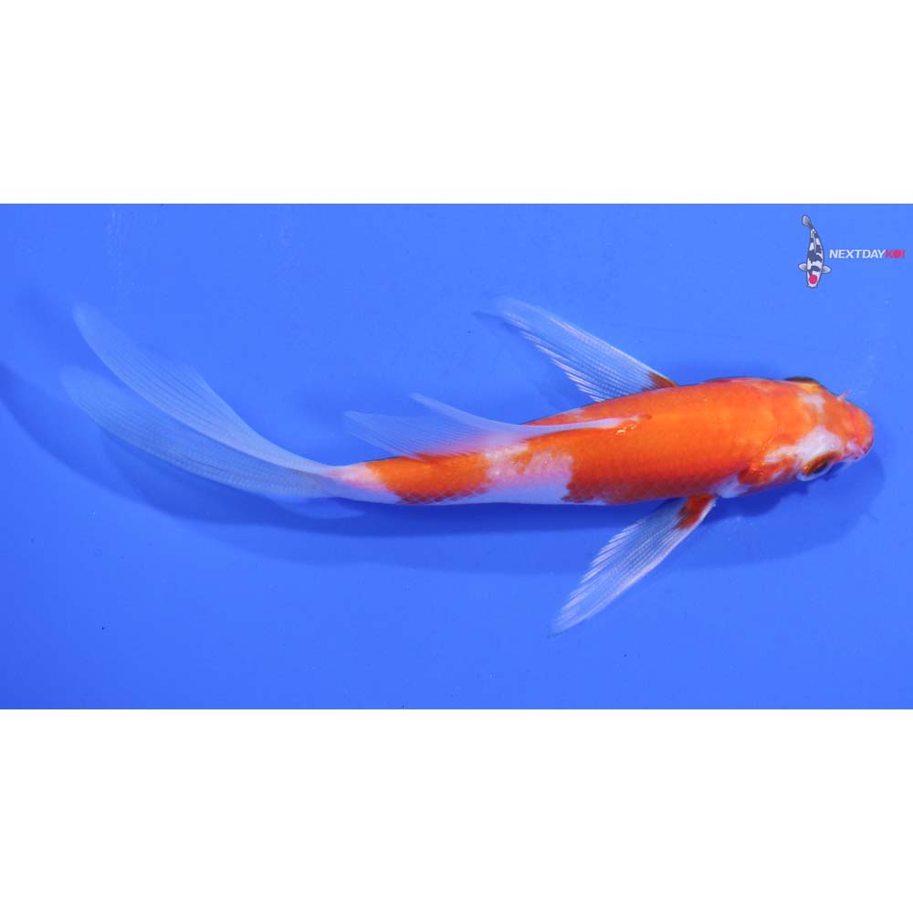 4” Imported Kohaku Butterfly Koi