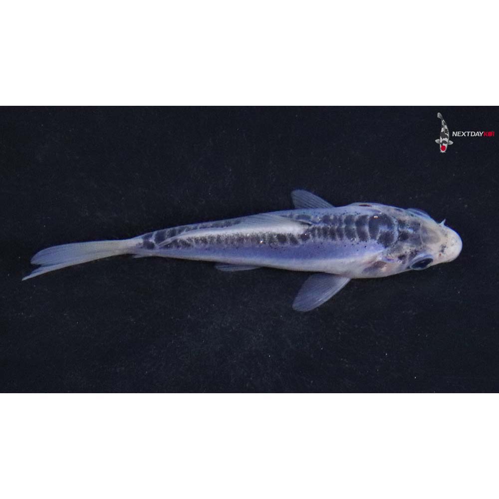 3.5” Imported Shusui