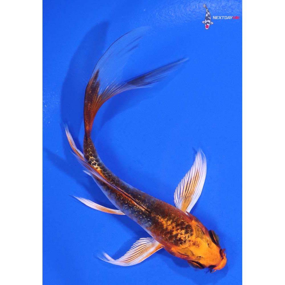 4” Imported Kujaku Butterfly Koi