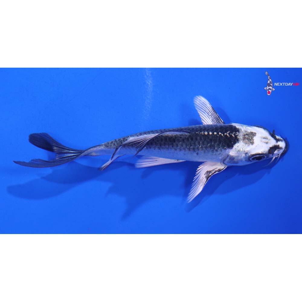 4” Imported Gin Matsuba Butterfly Koi