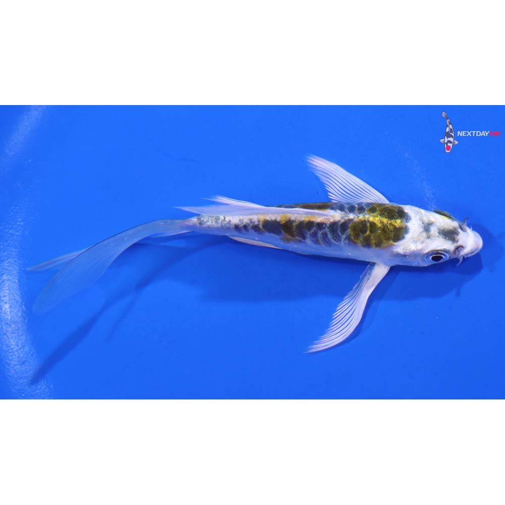 5” Imported Kin Kikokuryu Butterfly Koi