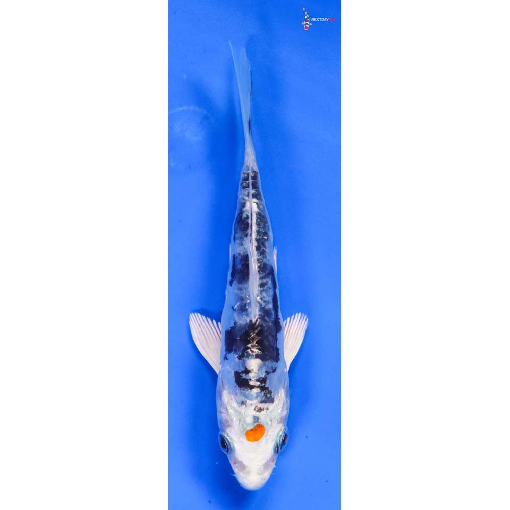 4.5” Imported Heisei Nishiki