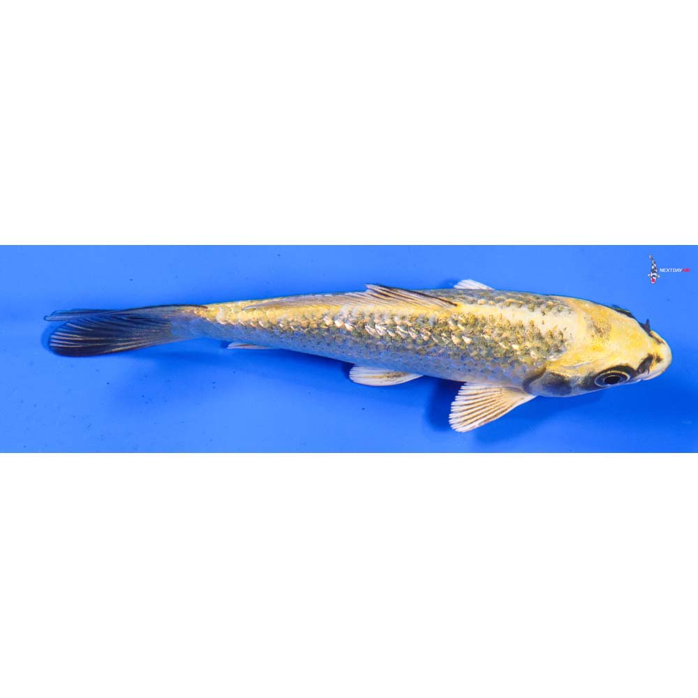 4.5” Imported Gin Rin Ki Matsuba
