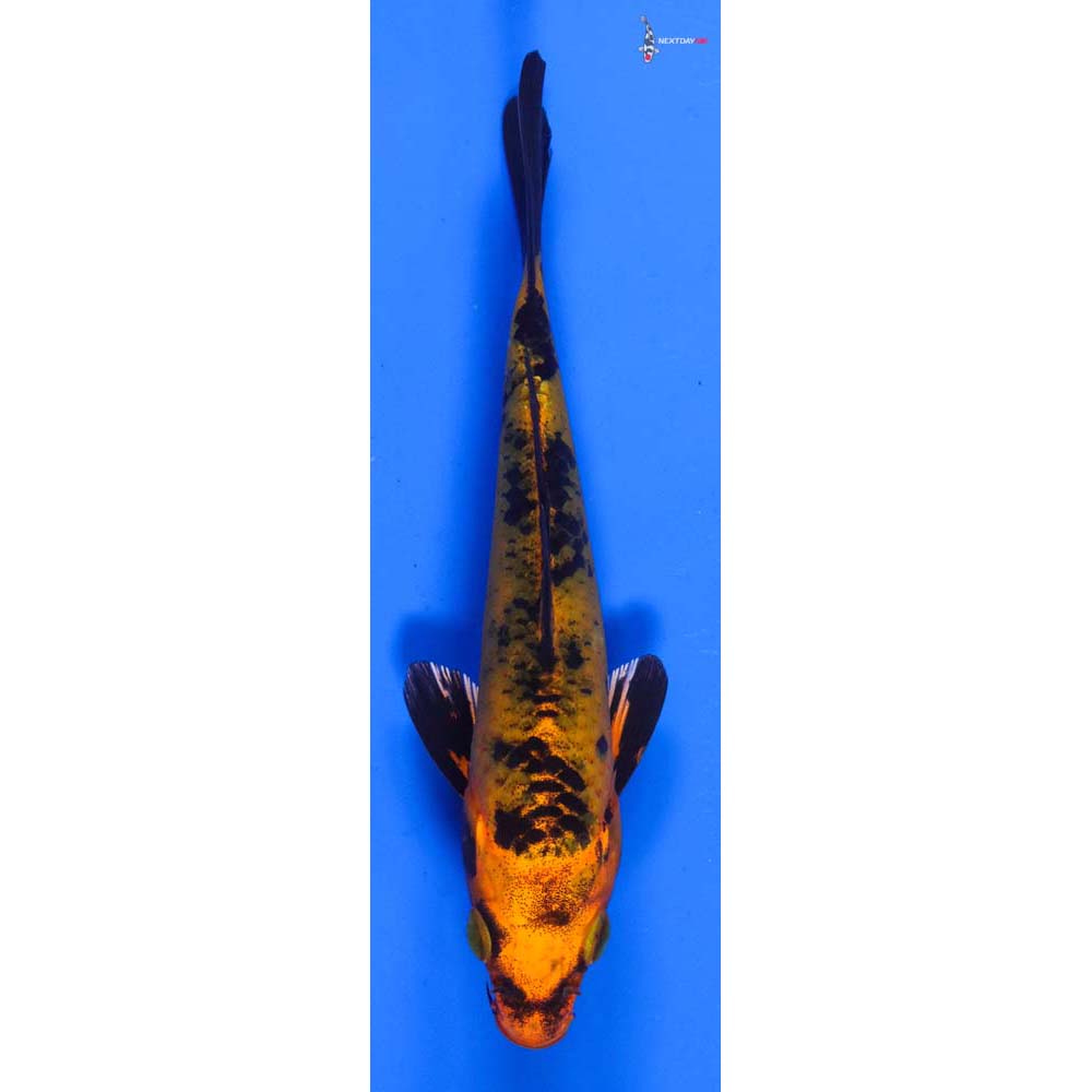 4.5” Imported Kin Aka Bekko