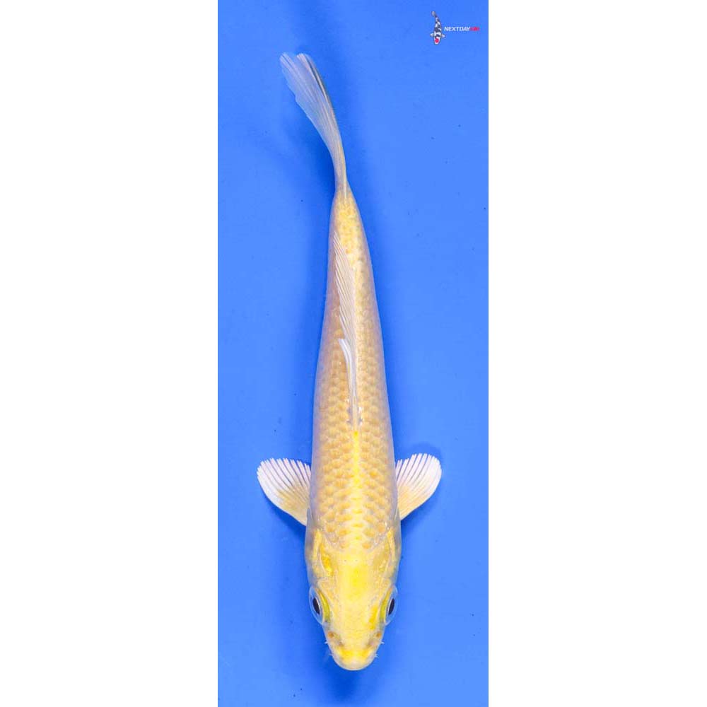 4.5” Imported Yamabuki Ogon