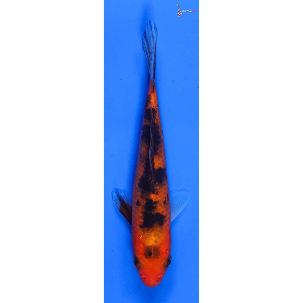5” Imported Aka Bekko