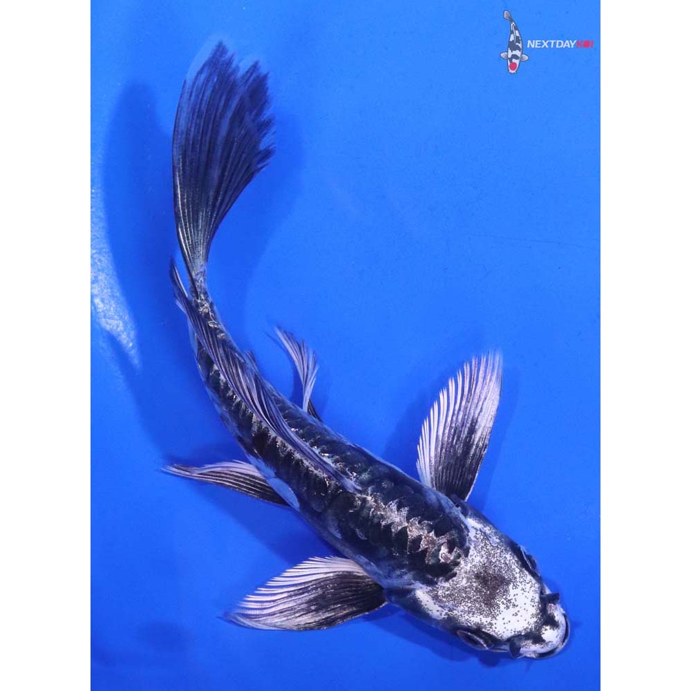 6” Imported Kin Kikokuryu Butterfly Koi