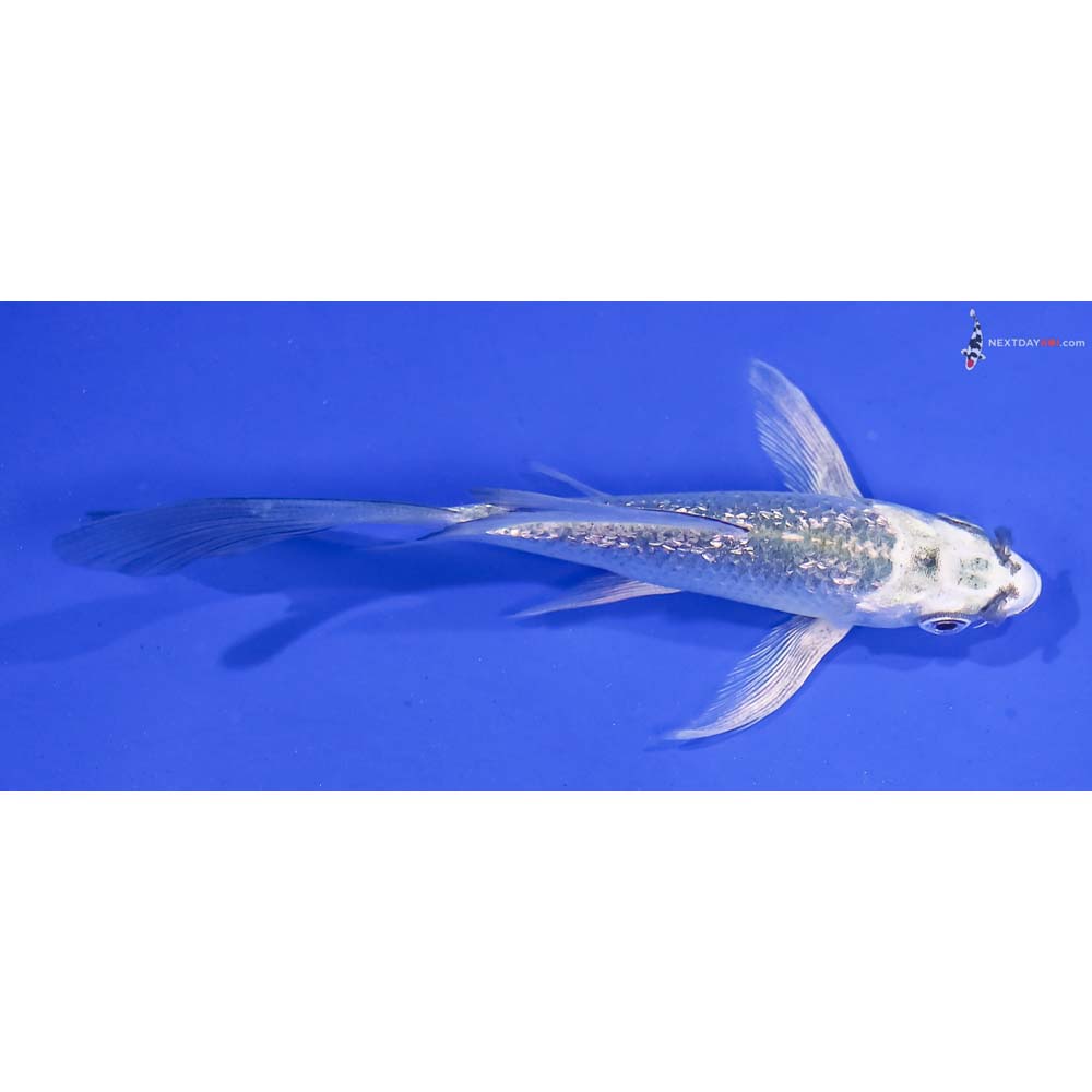 4” Imported Gin Rin Gin Matsuba Butterfly Koi