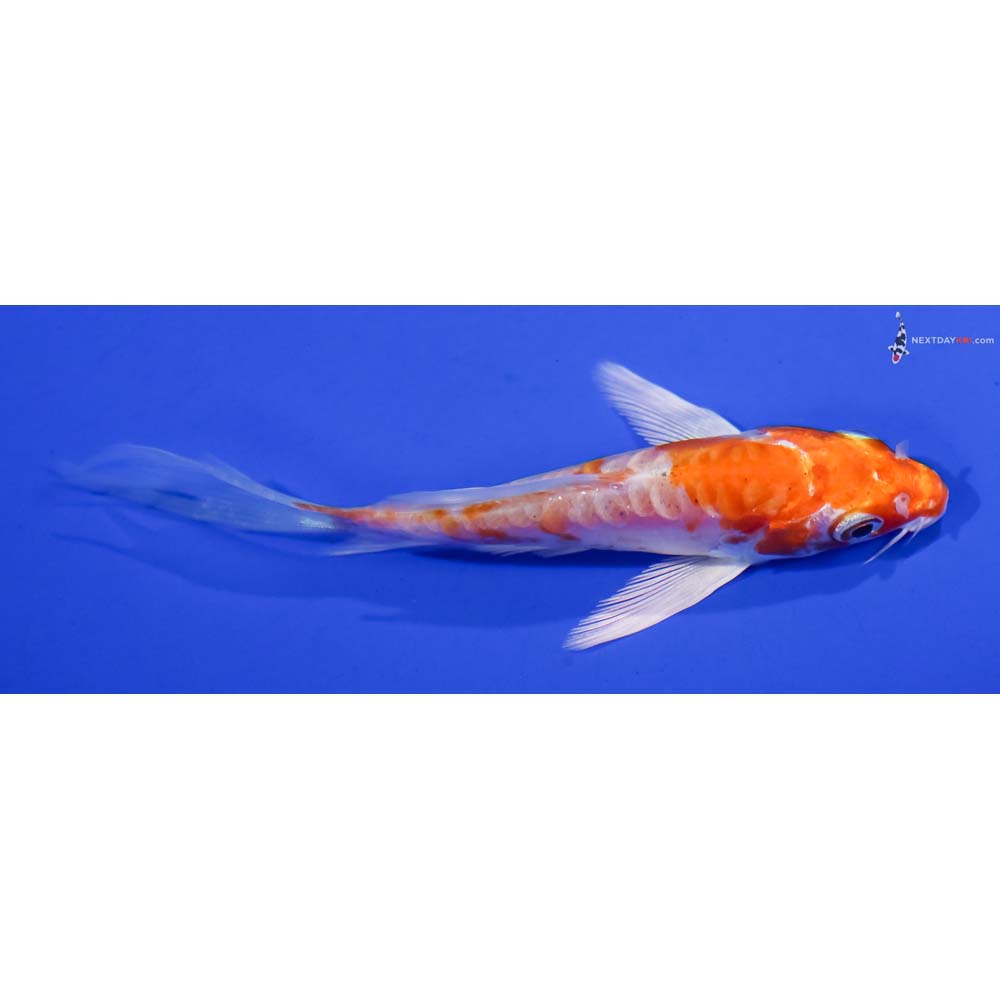4” Imported Kikusui Butterfly Koi
