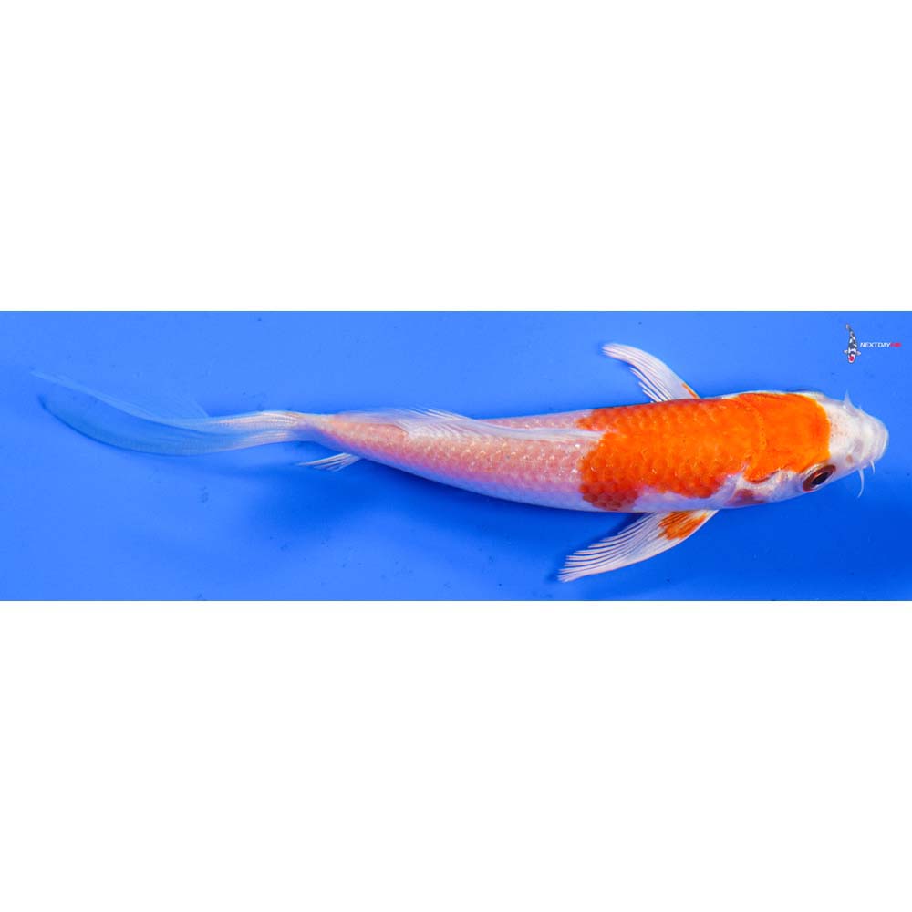 4” Imported Hariwake Butterfly Koi