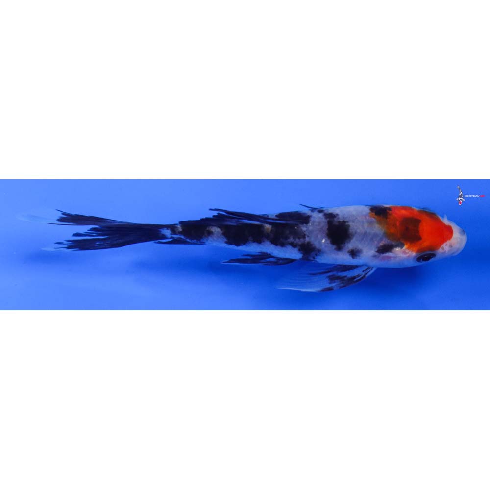4” Imported Sanke Butterfly Koi