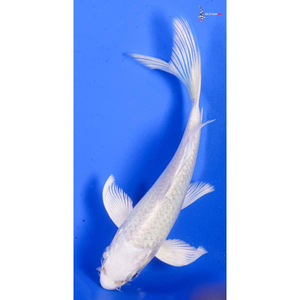 4” Imported Platinum Ogon Butterfly Koi