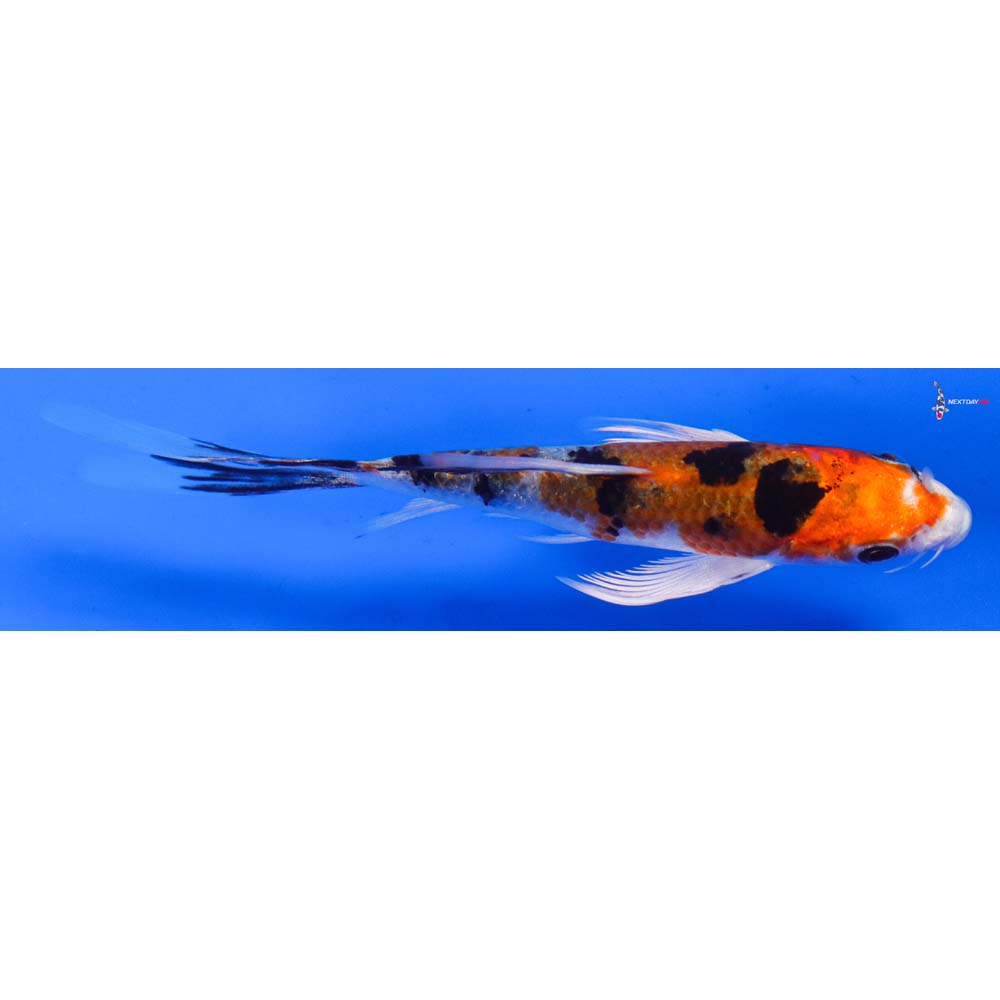 4” Imported Yamato Nishiki Butterfly Koi