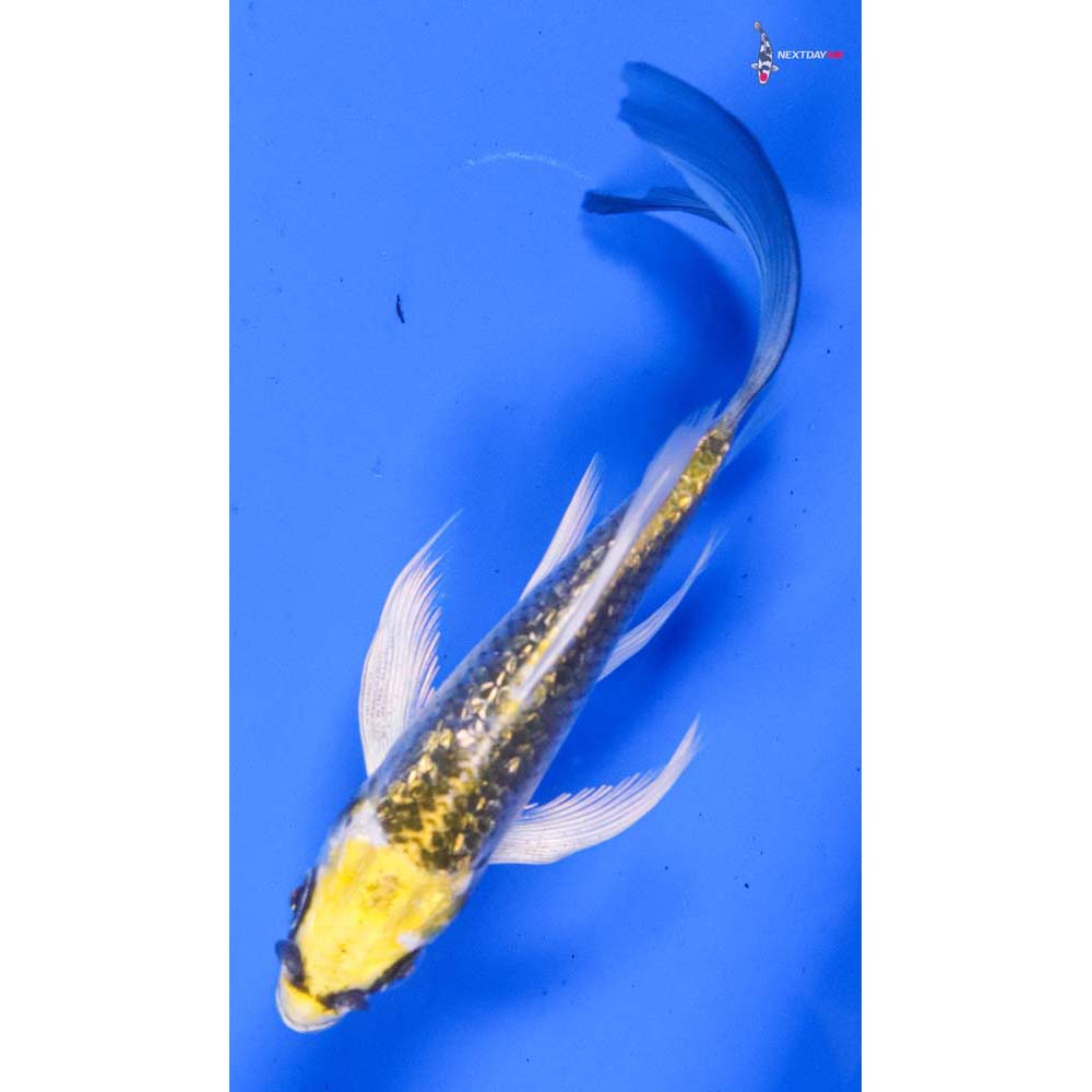 4” Imported Gin Rin Kujaku Butterfly Koi